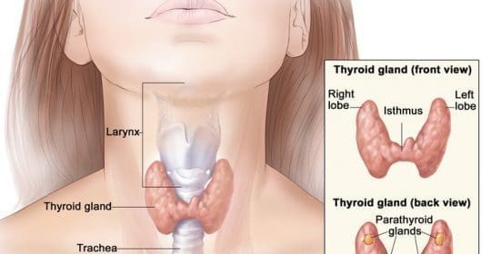 Watch for the Subtle Signs of a Thyroid Disorder